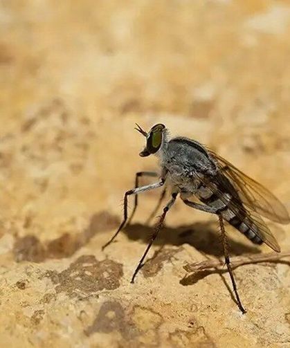 Kum Sineklerinin Genetik Evrimini Yöneten "Görünmez El"