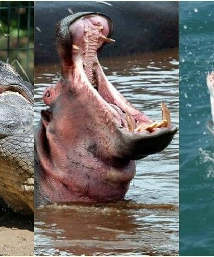 Doğada "Isırık" Savaşları: Kimin Çenesi Daha Tehlikeli?