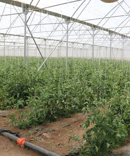 Erzincan’da Modern Seracılık Vurgusu