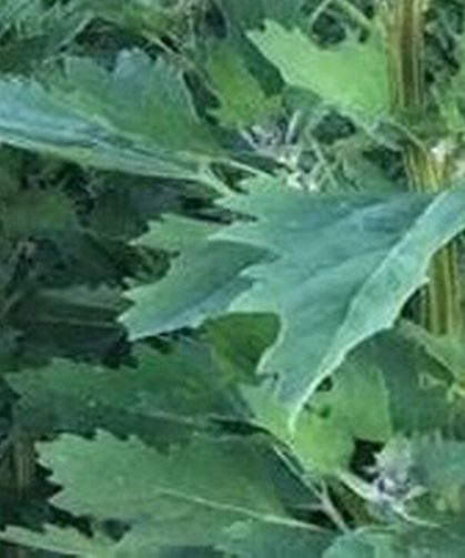 Çiftçinin Yeni Umudu: Kuraklığa Meydan Okuyan "Mucize Bitki"
