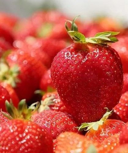 Çileğin Ömrünü Uzatan İkili: Melatonin ve Kitosan