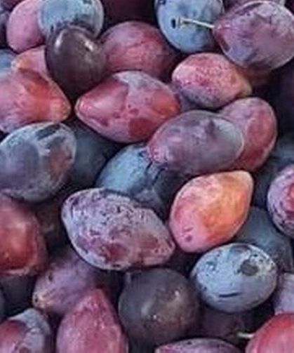 Doğu’nun Şifalı Eriği: Cancur, Bakterilere Karşı Yeni Bir Kalkan Olabilir mi?