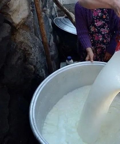 Toplanan İnek Sütü 1 Milyon Tona Yaklaştı!