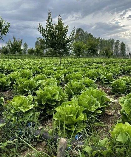 Toprakla Uğraşanlar Dikkat! Eylül Ayında Hangi Sebzeler Ekilir, Nasıl Bakılır?