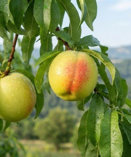 Tarlada 100 TL’den Kapış Kapış Gidiyor! Kazdağları’nın "Beyaz Altını" Bayramiç Beyazı İçin Akın Ettiler: İşte 2026 Fiyat