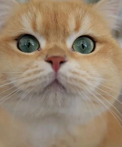 Kedilerin Ortalama Ömrü Ne Kadar? Kedi Ömrünü Uzatmanın Bilimsel Yolları