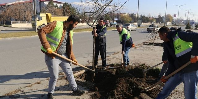 Ağaçlandırma çalışmaları devam ediyor
