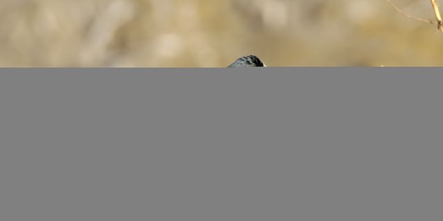 Iğdır'da ak kuyruksallayan kuşu görüntülendi