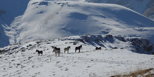 Munzur Dağlarındaki yılkı atları görüntülendi