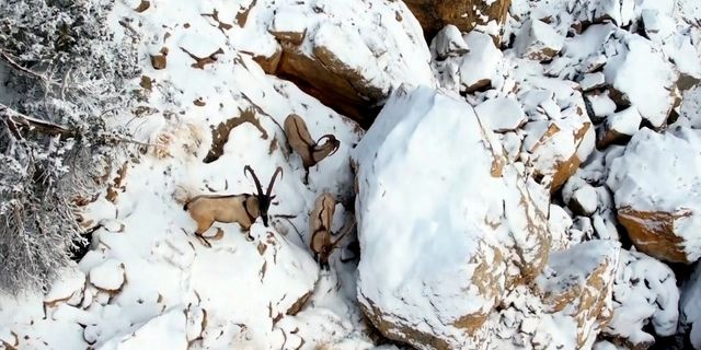 Dağ keçileri havadan görüntülendi