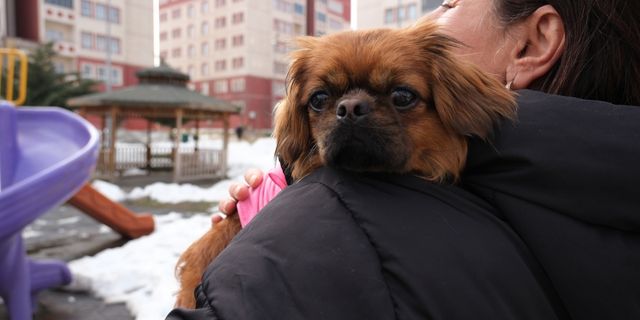 Depremde enkazdan kurtarılan köpek "Tarçın"ı Bingöllü hayvansever sahiplendi