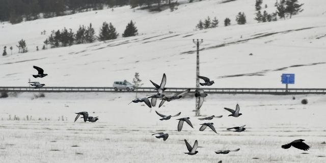 Kars ve Ardahan'da kar ile soğuk hava etkili oluyor