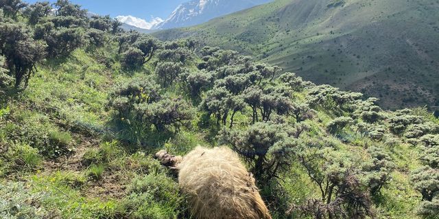 Erzincan'da kurtlar  sürüye saldırdı, 20 koyunu telef etti
