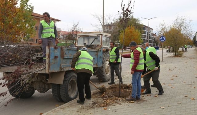 Erzincan Belediyesinden Ağaç Seferberliği