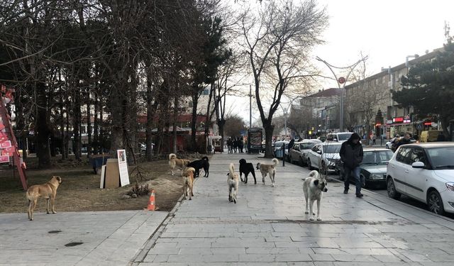 Sahipsiz Köpekler İçin Hedef Yıl Sonu