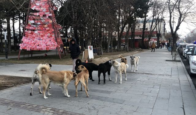 Asıl Dert köpek değil. KARALAMAK (VİDEO HABER)