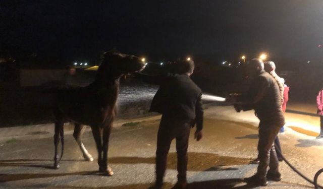 Erzincan'da mahsur kalan atı itfaiye ekipleri kurtardı