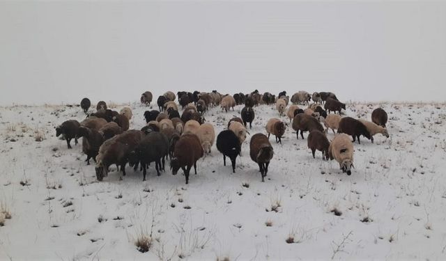 Malatya'da karda mahsur kalan 5 çobandan biri hastanede öldü