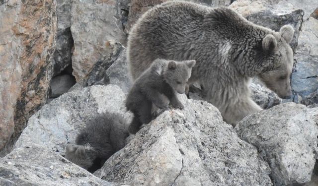 Anne ayı ve yavruları inlerinde görüntülendi