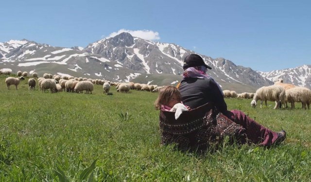 Erzincan hayvancılığına dev destek: 100 küçükbaş ve ödeme