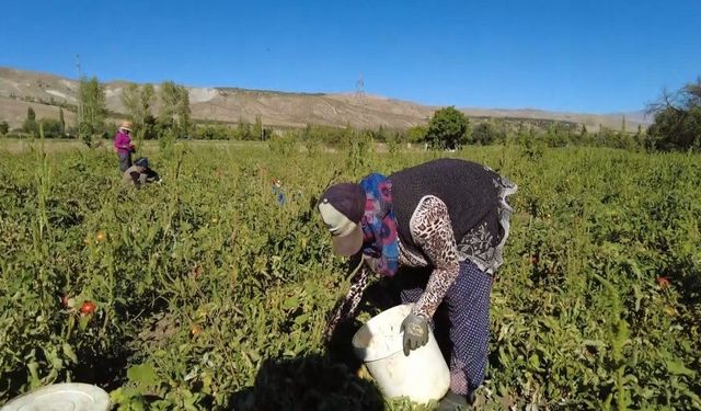 Kadın üretici devlet desteğiyle tonlarca domates üretiyor