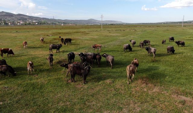 “Kurban için yeteri kadar hayvanımız var”