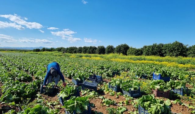 Tarımda üretici enflasyonu nisanda yüzde 71,52’ye geriledi