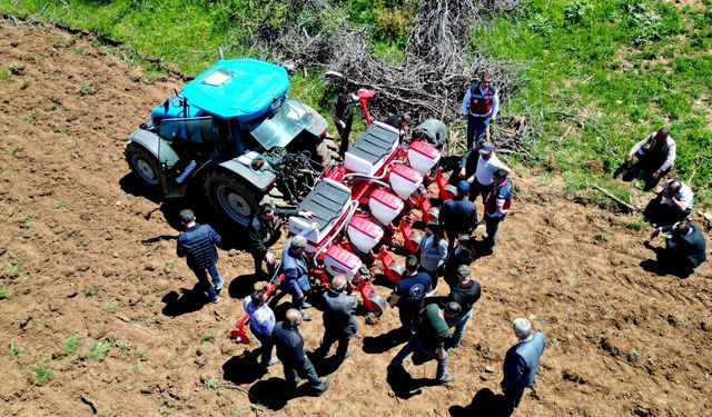 Yedisu horoz kuru fasulyesi üretimi 10 kat arttı