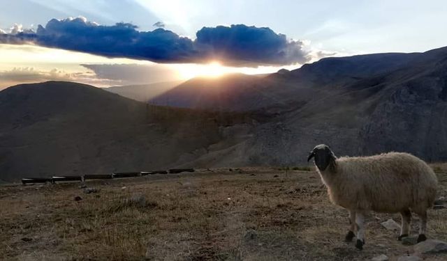 Kurban keserken okunacak dualar nelerdir?