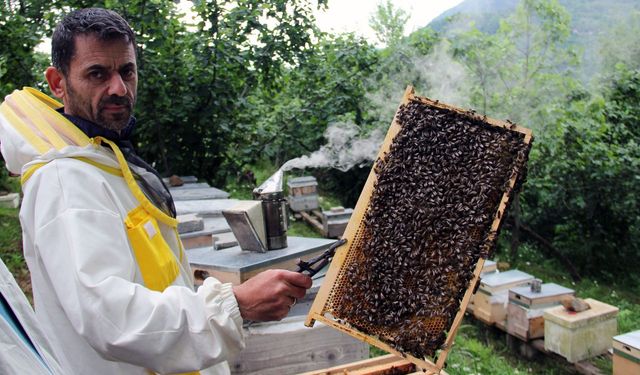 Bal rekoltesinde düşüş bekleniyor