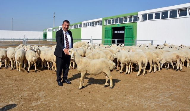 Küçükbaş kurbanlık fiyatları ne kadar?