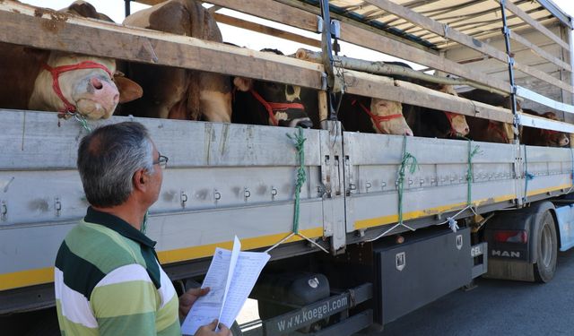 Kurbanlık sevkiyatında polisten sıkı denetim