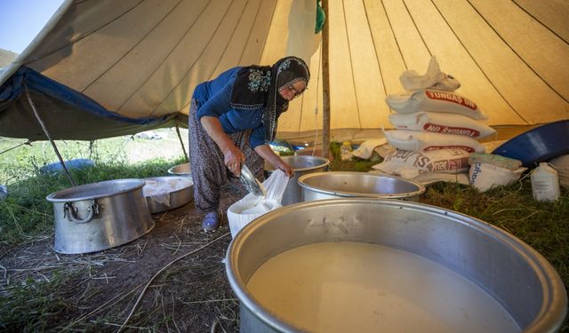 Munzur yaylalarında Erzincan Tulum Peyniri mesaisi başladı