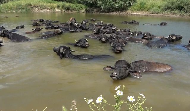 Afrika’yı aratmayan görüntüler