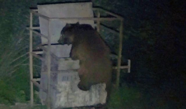 İki bozayının karnını doyurmak için yerleşim merkezine indiği anlar kayıt altına alındı