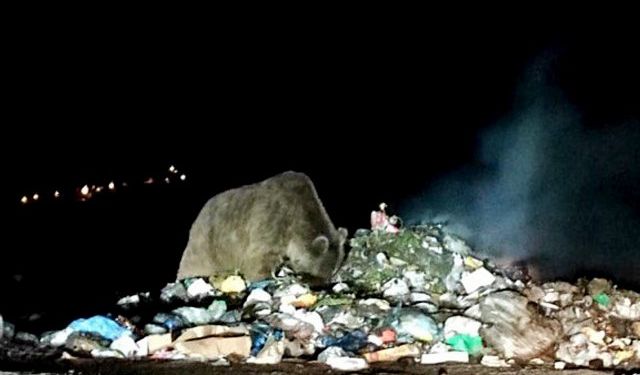 Yiyecek arayan bozayı vatandaşlar tarafından görüntülendi