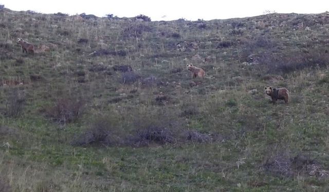 Boz ayıların dağ keçilerini takibi görüntülendi