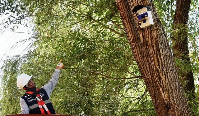 Elektrik panoları kuş yuvalarına dönüştürülüyor