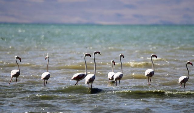 Flamingolar görsel şölen oluşturdu