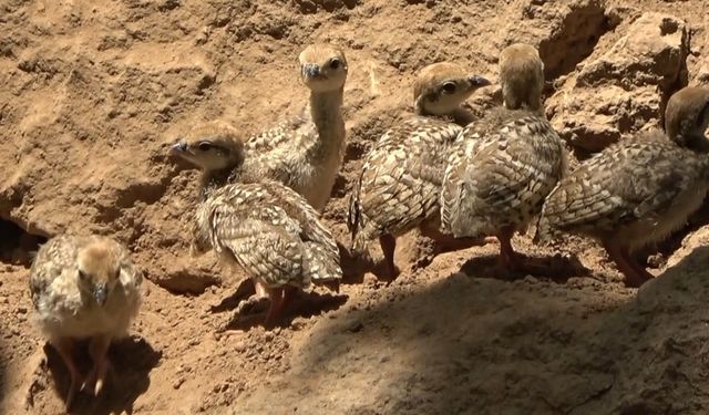 Tavuk, keklik yumurtalarının üzerine kuluçkaya yattı