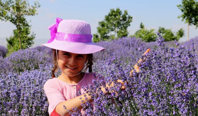 Erzincan’da lavanta üretimi için çalışmalarına devam ediyor