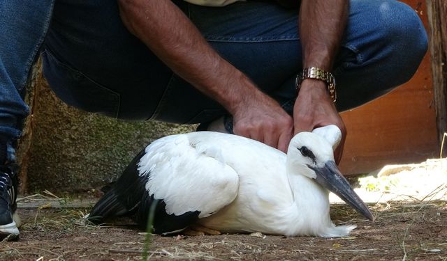 Uçamayan yavru leylek tedavi altına alındı