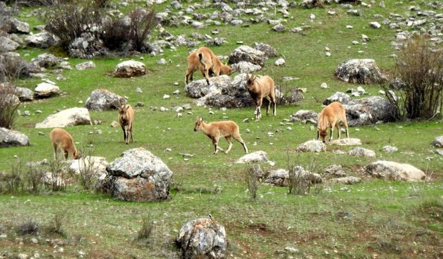 Munzur Dağlarında dağ keçileri özgürce dolanıyor