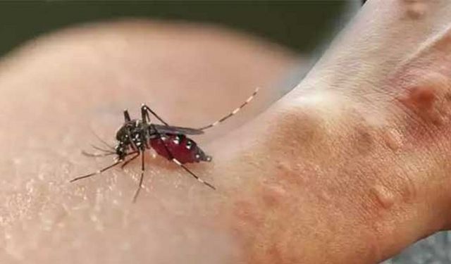 Sivrisineklerden korunmanın tam zamanı!