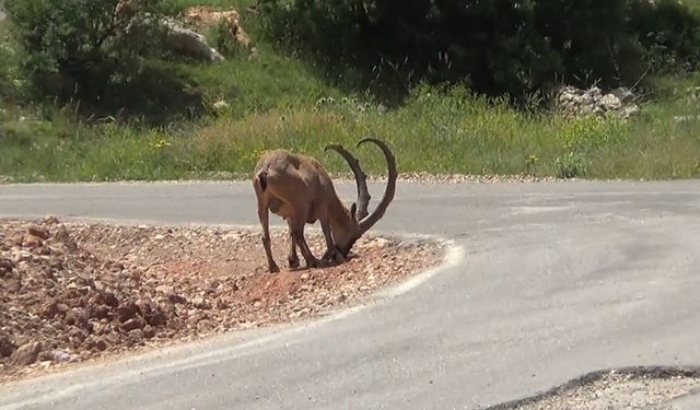 Yaban keçileri karayoluna indi