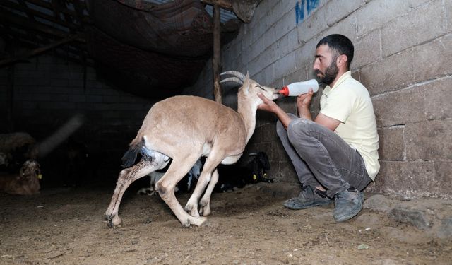 Yaralı yaban keçisini tedavi edip kendi sürülerinde korumaya aldılar