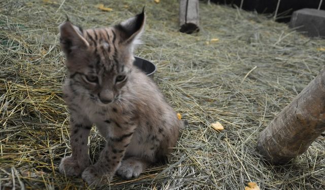 Vahşi kedi 'vaşak' bu kez maskot oldu