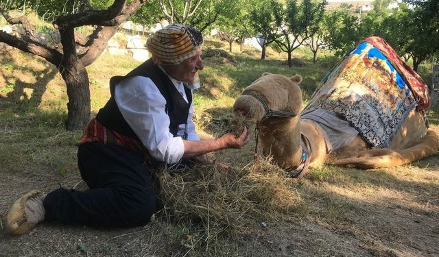 Geleneksel Deve Oyunu her yaştan insanların ilgisini çekiyor