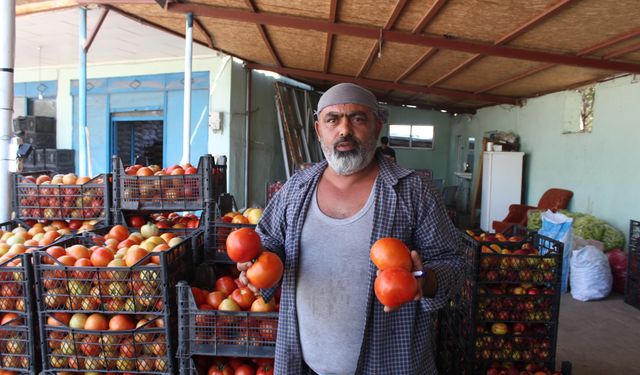 Iğdır’da 4 liradan alınan domates Erzincan'da 20 lira