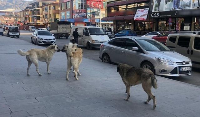 Köpek saldırısında suçlu valilik ve belediye olacak